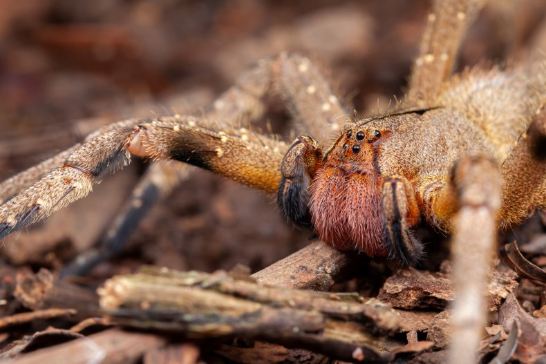 These Are The World S Most Dangerous Spiders These Are The World S Most Dangerous Spiders