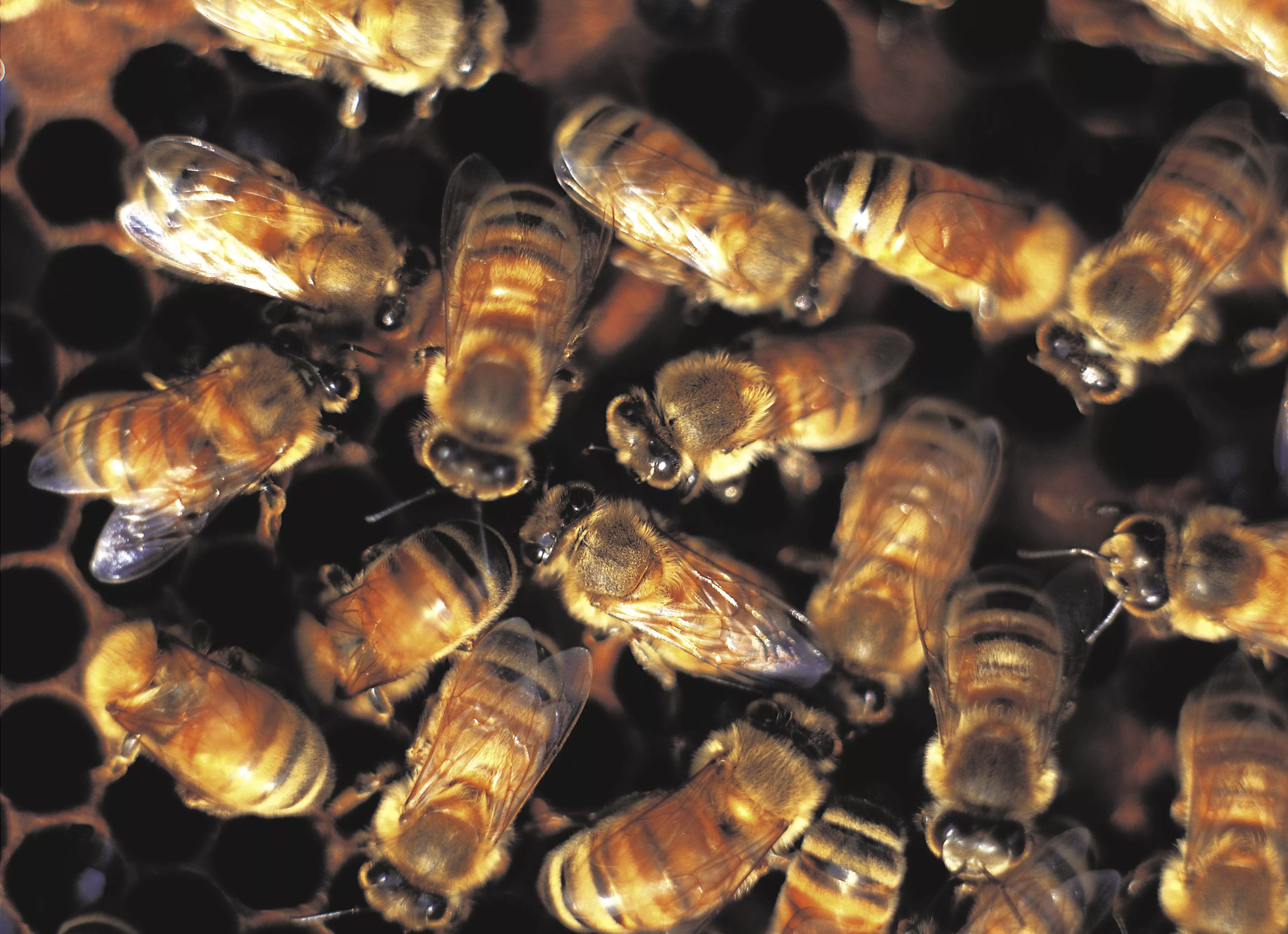 Man in Coma After 20,000 Bees Stung Him, Swallowing Thirty - Vimarsana News