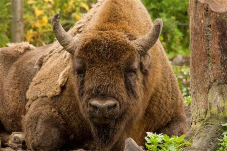 Stock image of wild bison