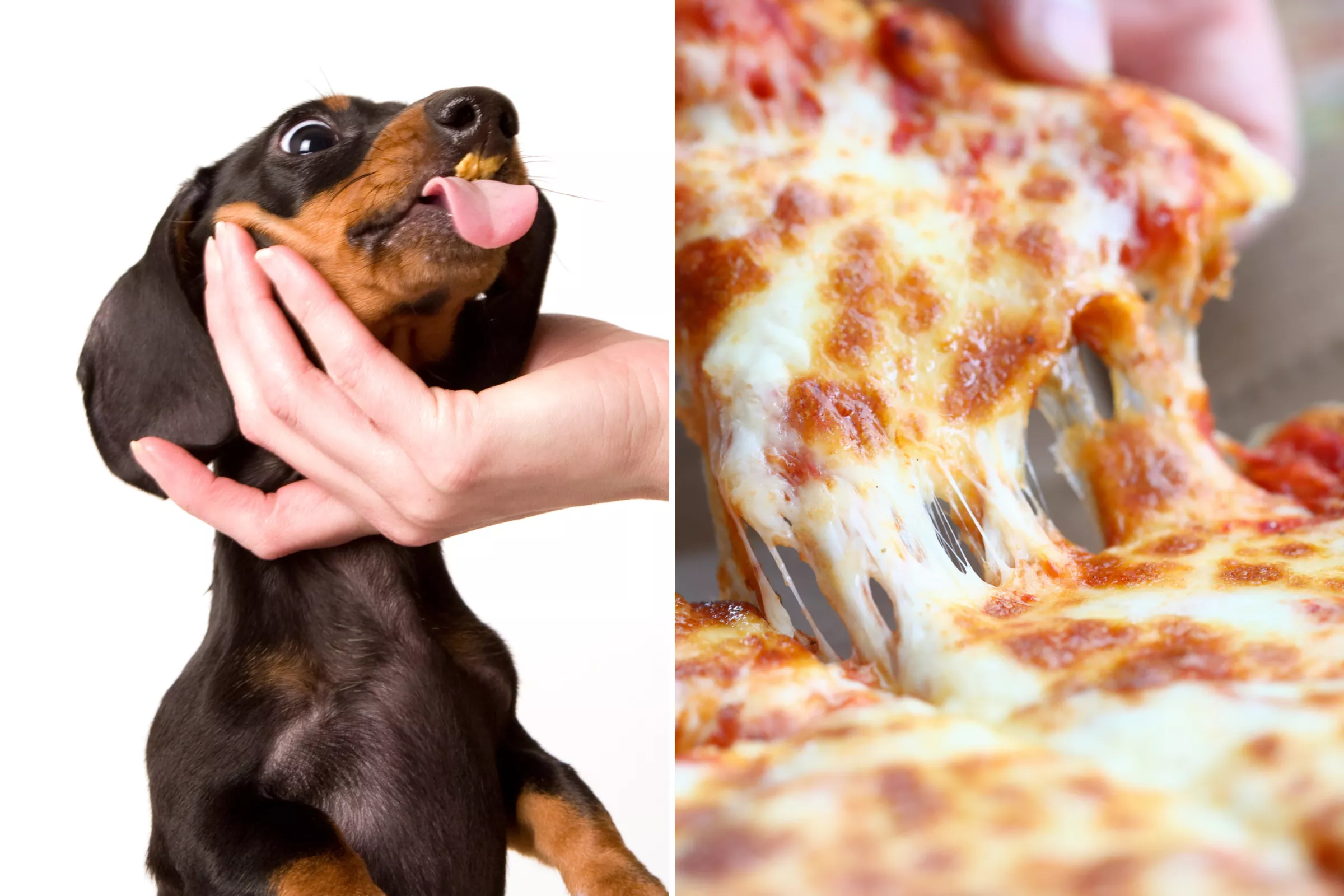 'Greedy' Dachshund's Desperate Attempt to Eat Pizza Through Box Goes Viral - Vimarsana News