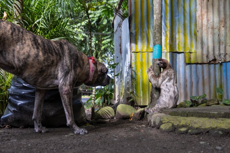 Encounter between sloth and a dog