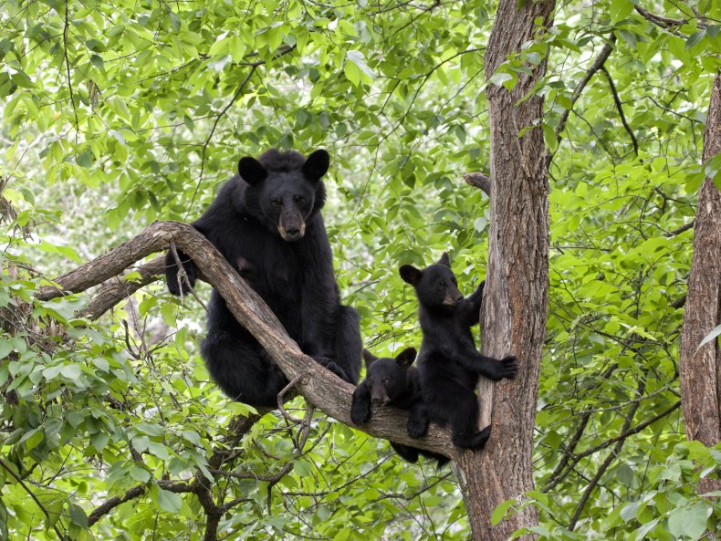 black bear