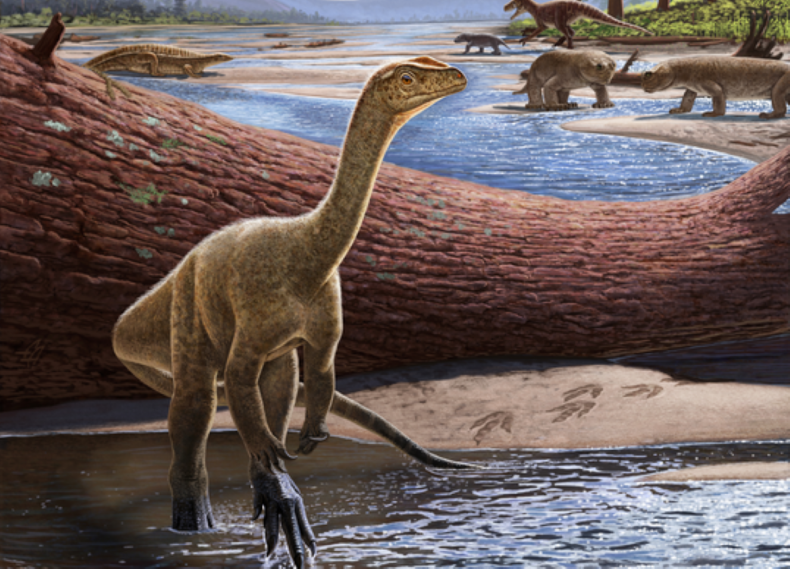 Mbiresaurus raathi