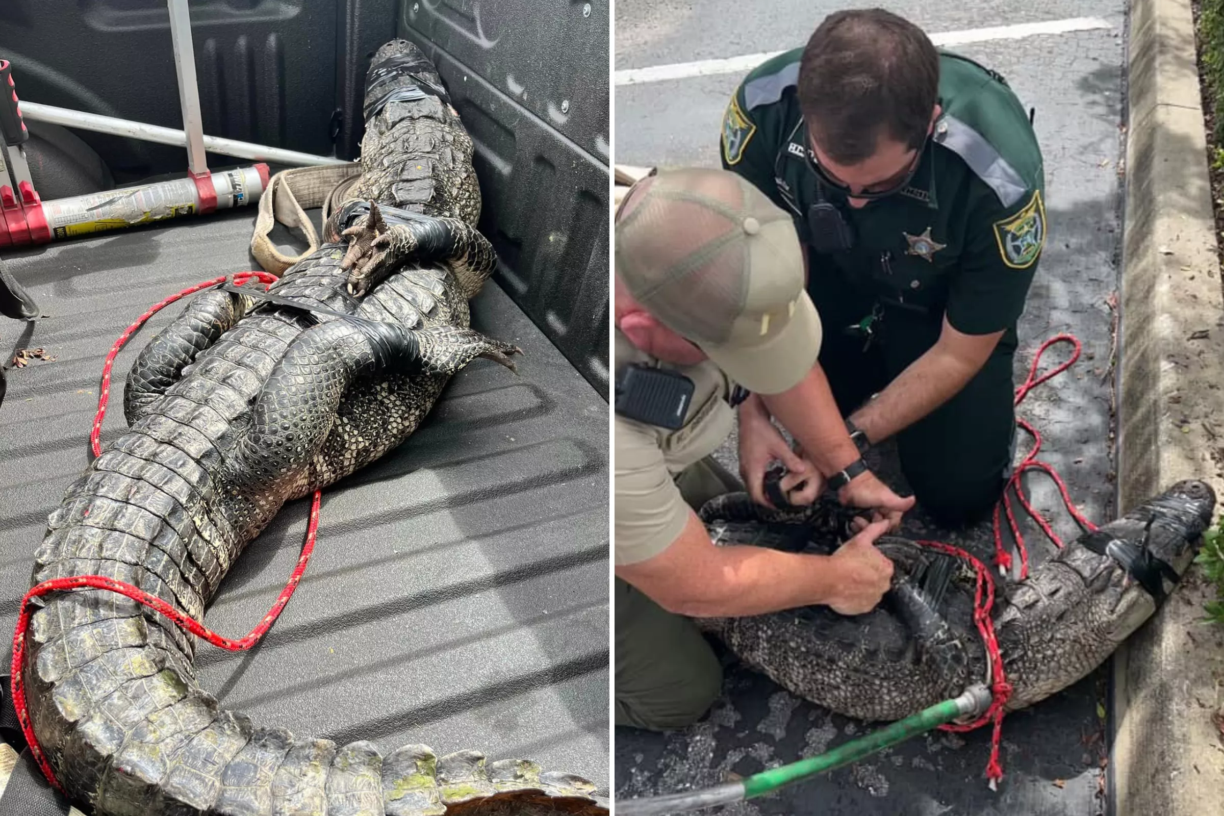 Alligator Loitering Outside Wendy's Is Hog-Tied and 'Taken Into Custody' - Vimarsana News
