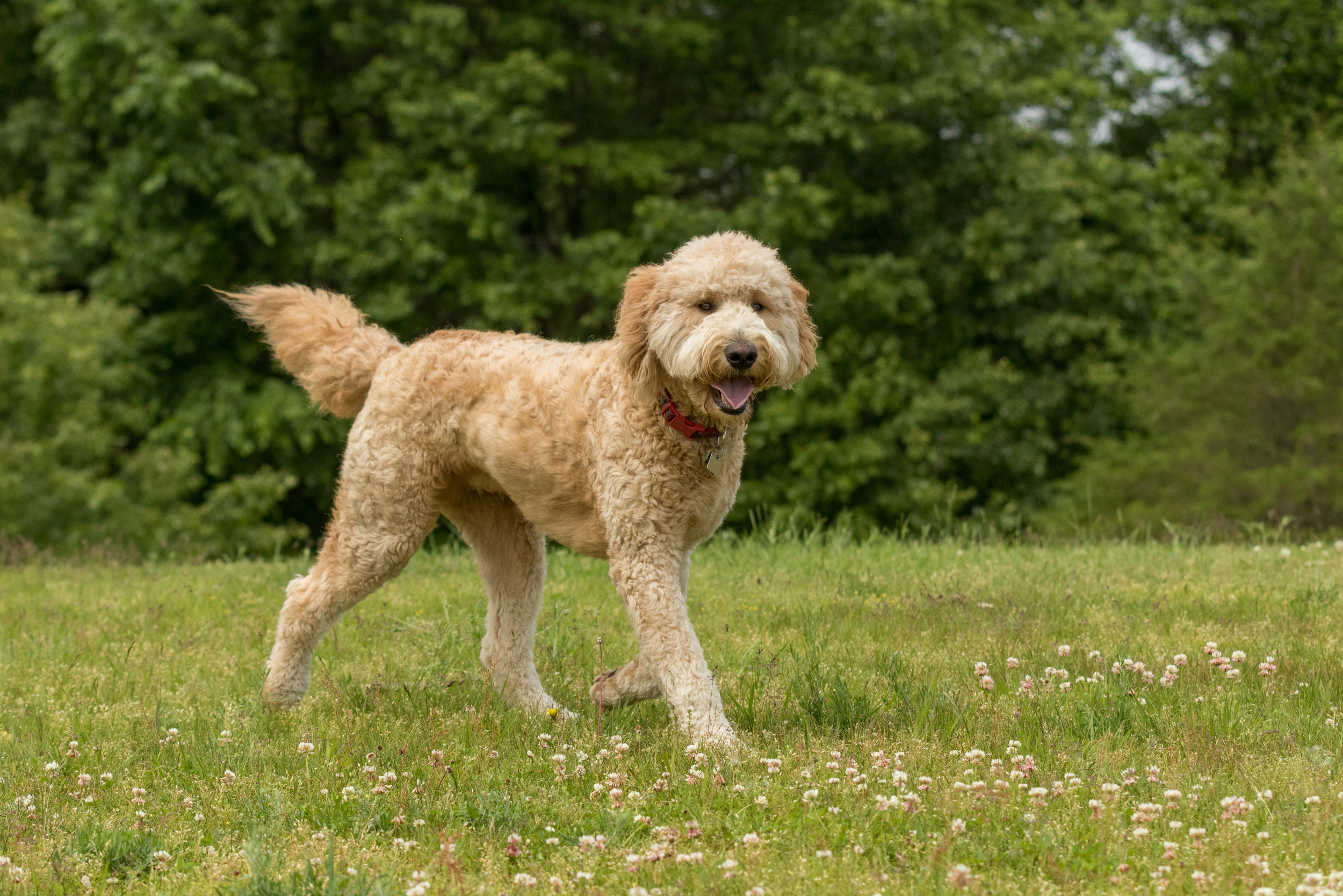 Goldendoodle apartment store