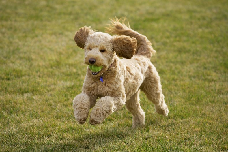 Goldendoodle playing outside.