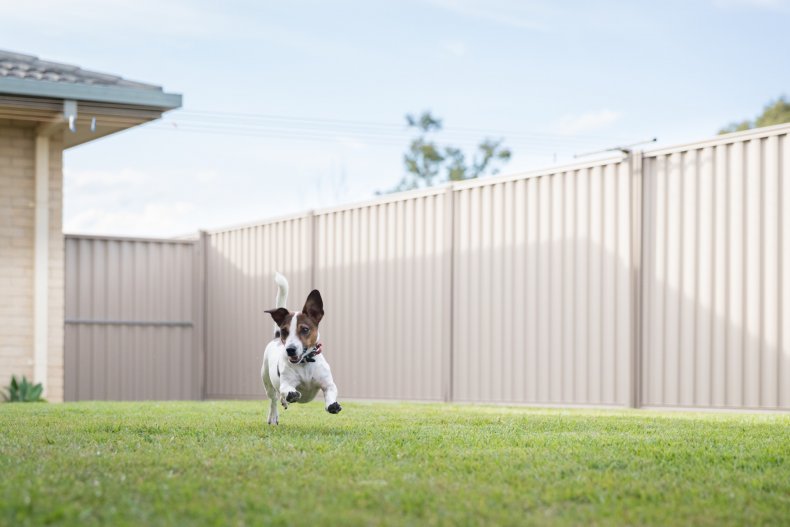 Dog in fenced garden.