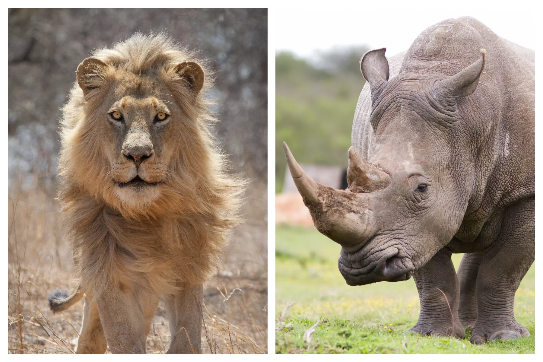 Lions, Elephants and Rhinos on the Run after Escaping Zoo - Vimarsana News