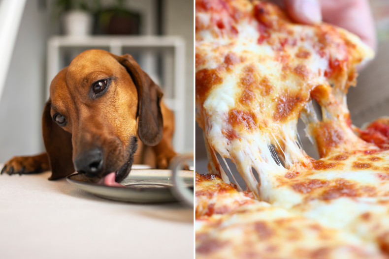 Dachshund's Attempt to Steal Pizza Goes Viral