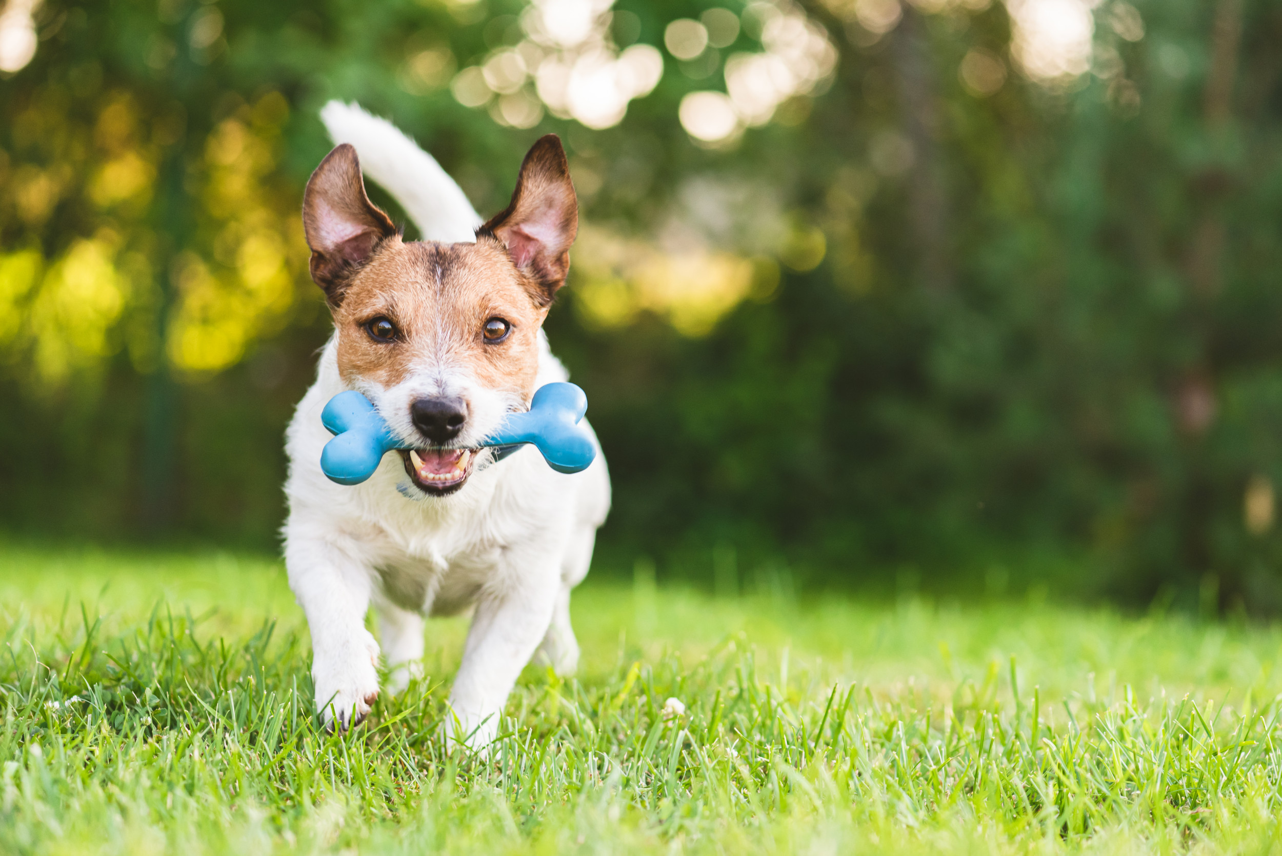 The 10 Best Toys for Puppies, According to a Veterinarian