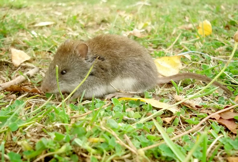 Shaggy soft-haired mouse eats grass