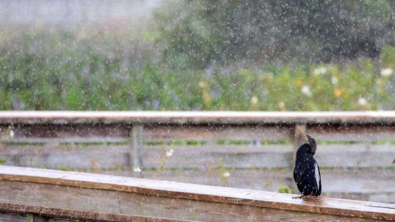 Anhinga siede sotto la pioggia della Florida