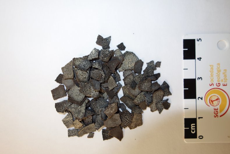 Pachykrokolithus excavatum eggshell fragments