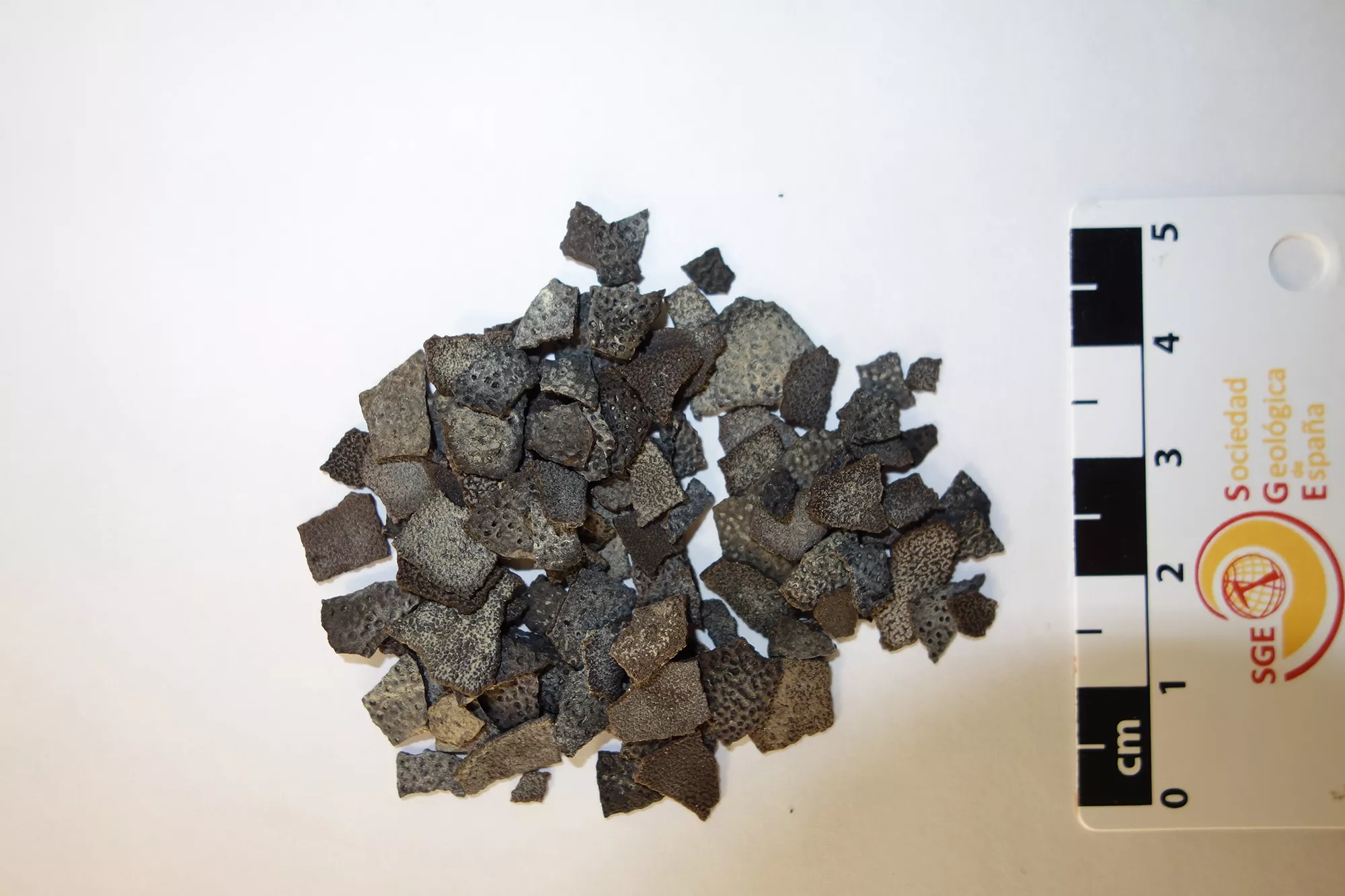 Paleontologists Discover New Crocodile Species With Thickest Eggs Ever - Vimarsana News