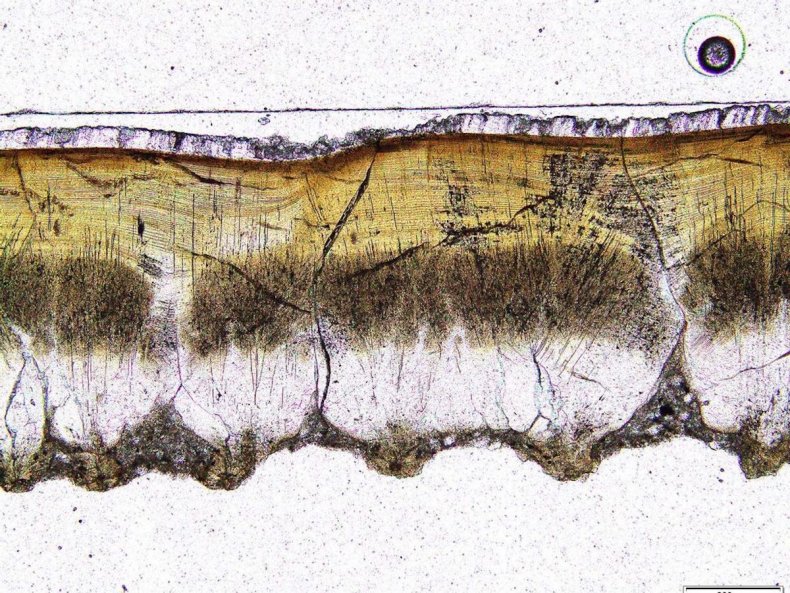 Pachykrokolithus excavatum shell under light microscopy