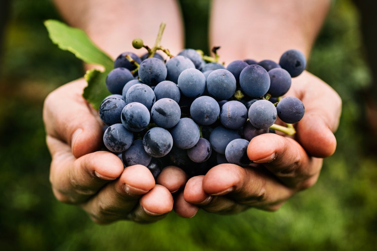 Comfort, hotness, and picking out grapes go hand-in-hand when you're w