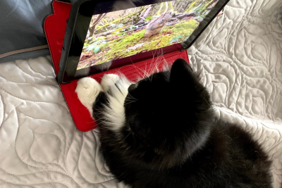 Belle the cat reader submission Belle the cat reader submission