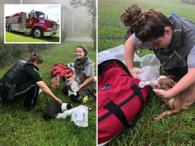 Puppies Rescued From House Fire