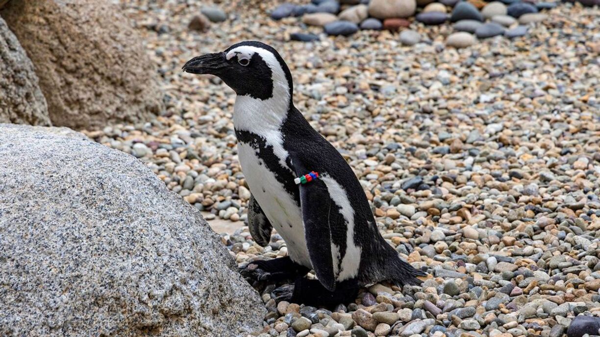 Watch As Disabled Penguin at Zoo Gets Prosthetic Boots To Help Him