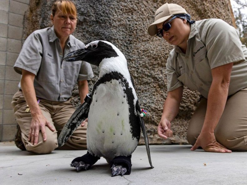 Lucas the penguin