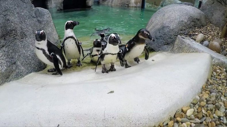 Lucas the penguin