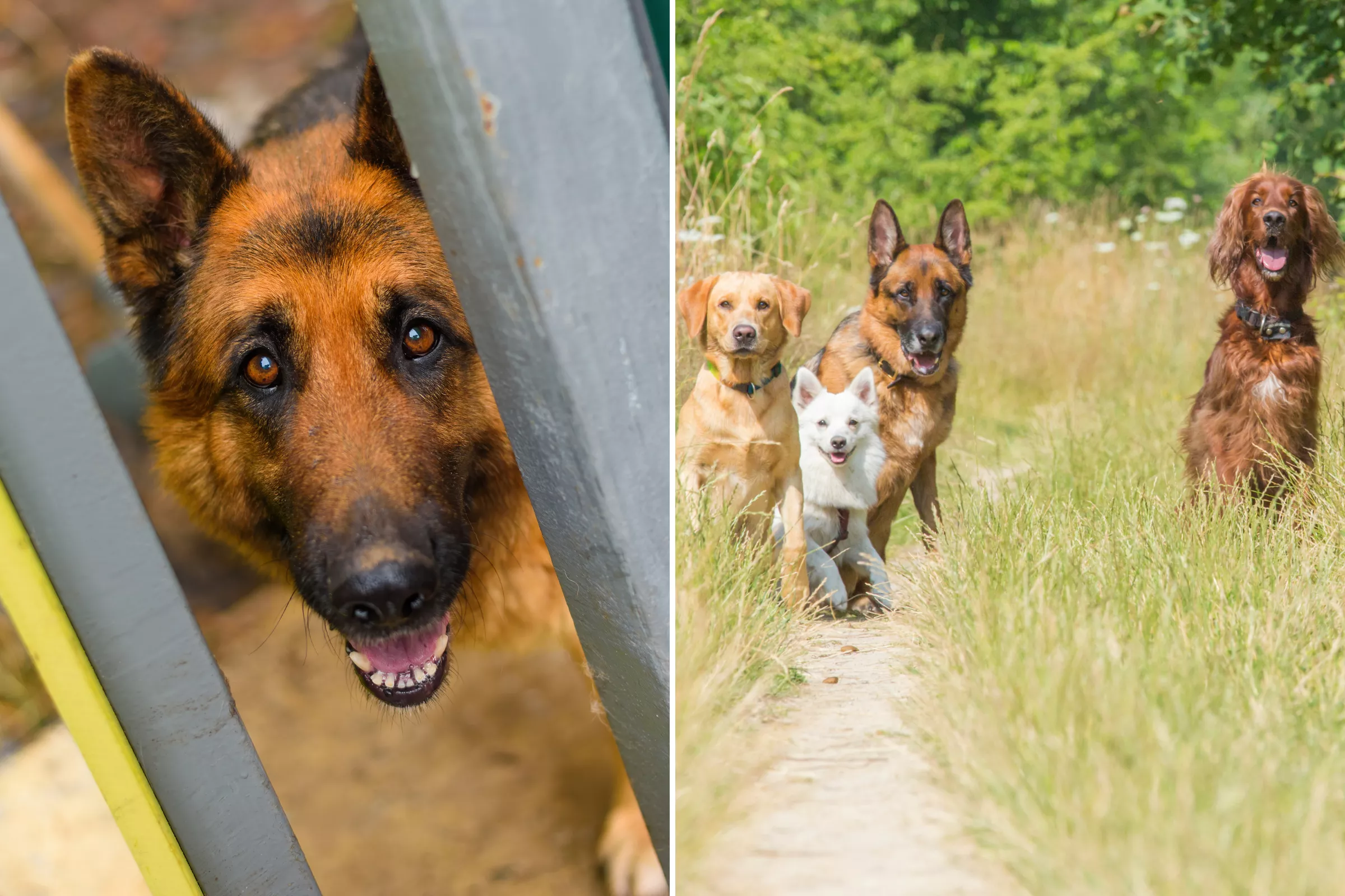 Footage of Mass Breakout at Doggy Daycare Has Internet in Stitches - Vimarsana News