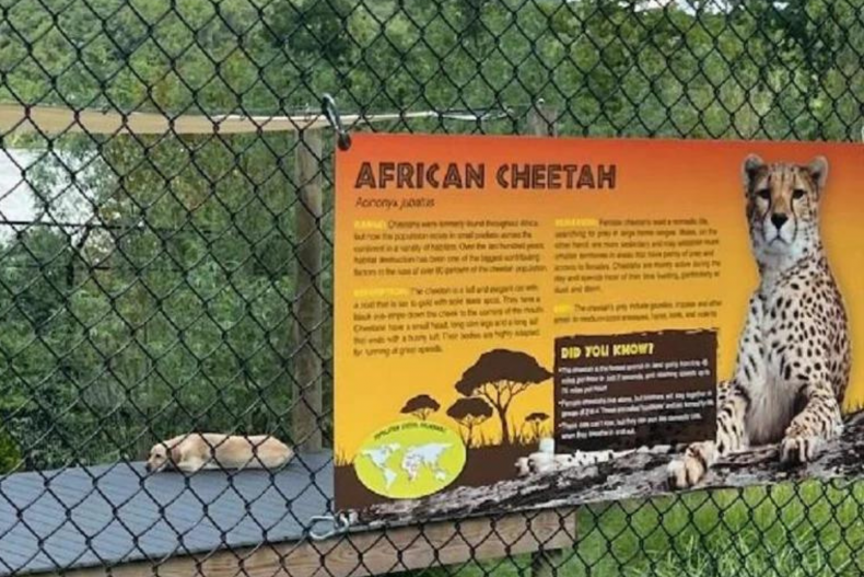 Dog in cheetah enclosure