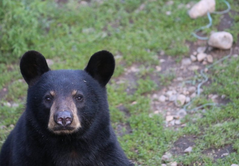 Black bear