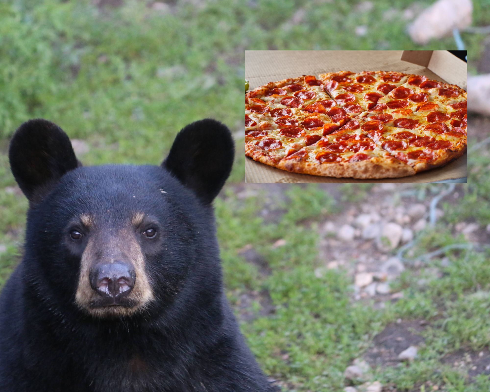 sun bear eating