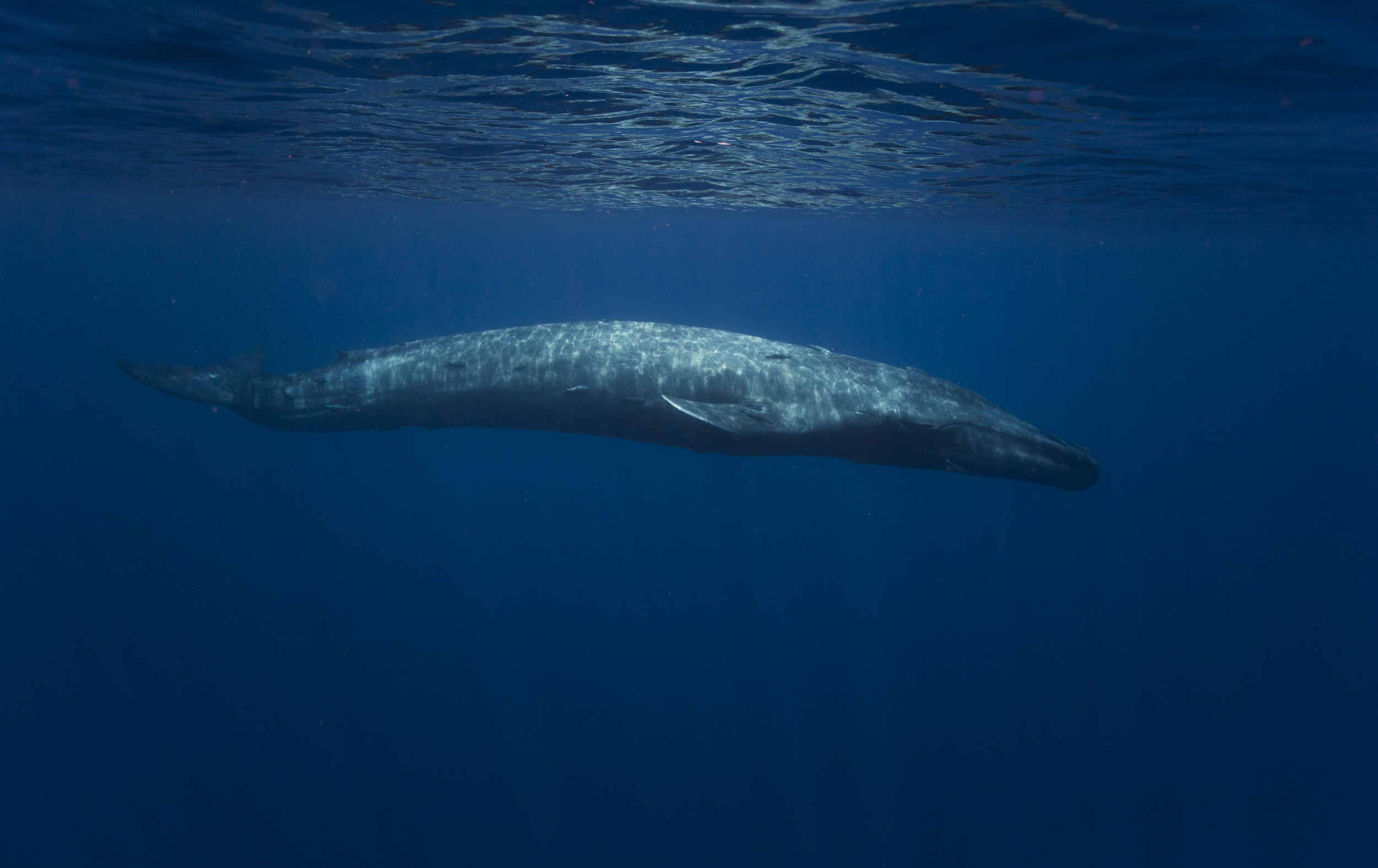Масса синего кита достигает. Голубой кит Balaenoptera musculus. Синий кит блювал. Синий кит (голубой кит). Голубой кит блювал.