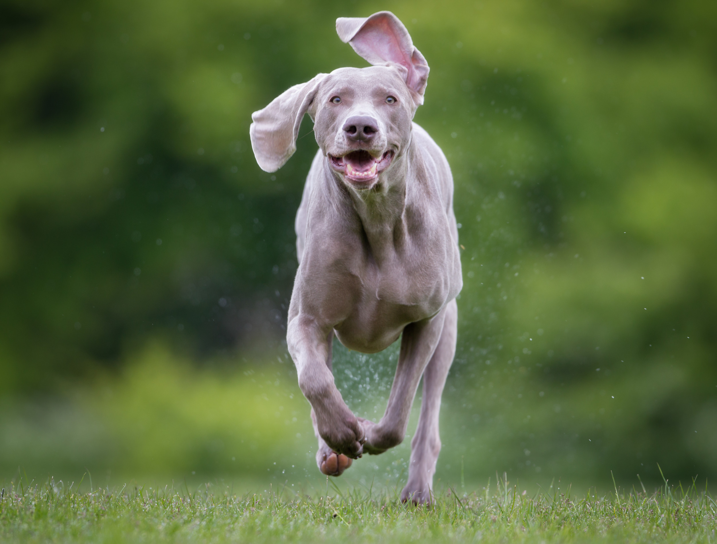 Tears of Joy As Dog Tries To Catch His Ears in Funny Video