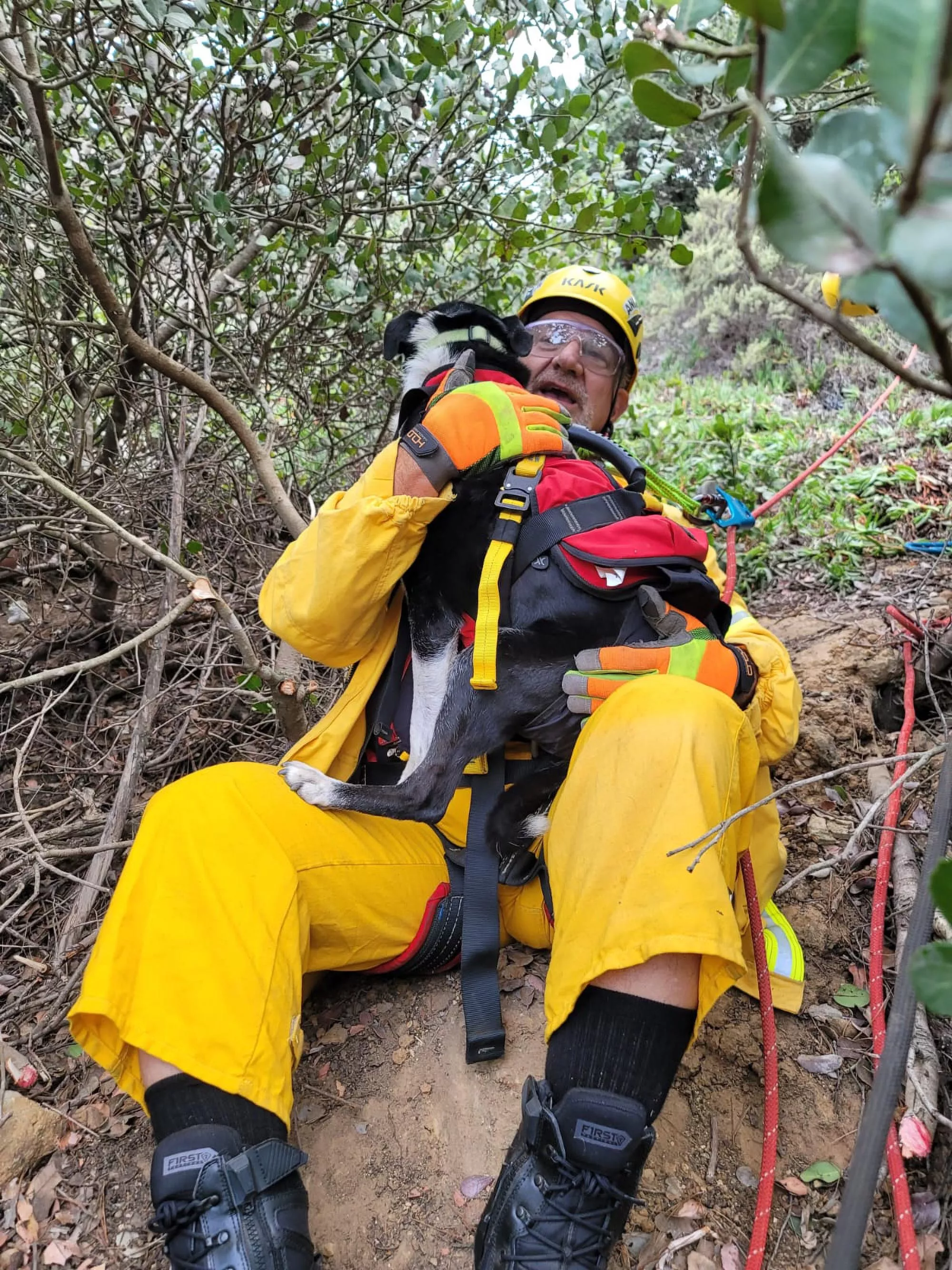 Deaf Dog Rescued After Falling Down 100-Foot Ravine - Vimarsana News