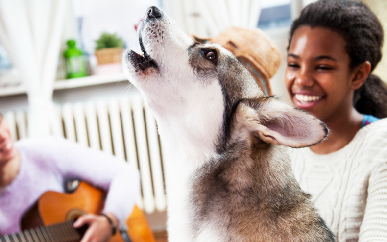 A husky dog howling in a house.
