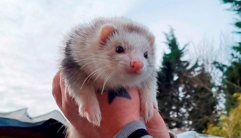 Sookie the ferret owned by Jessica Swadling