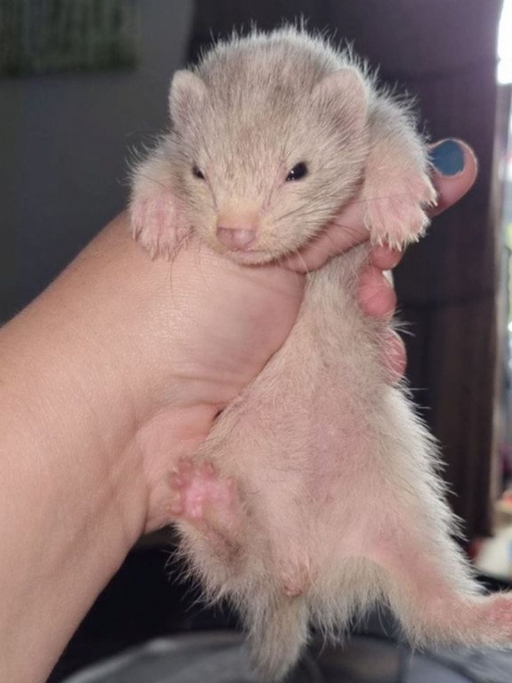 Baby ferret owned by Jessica Swadling