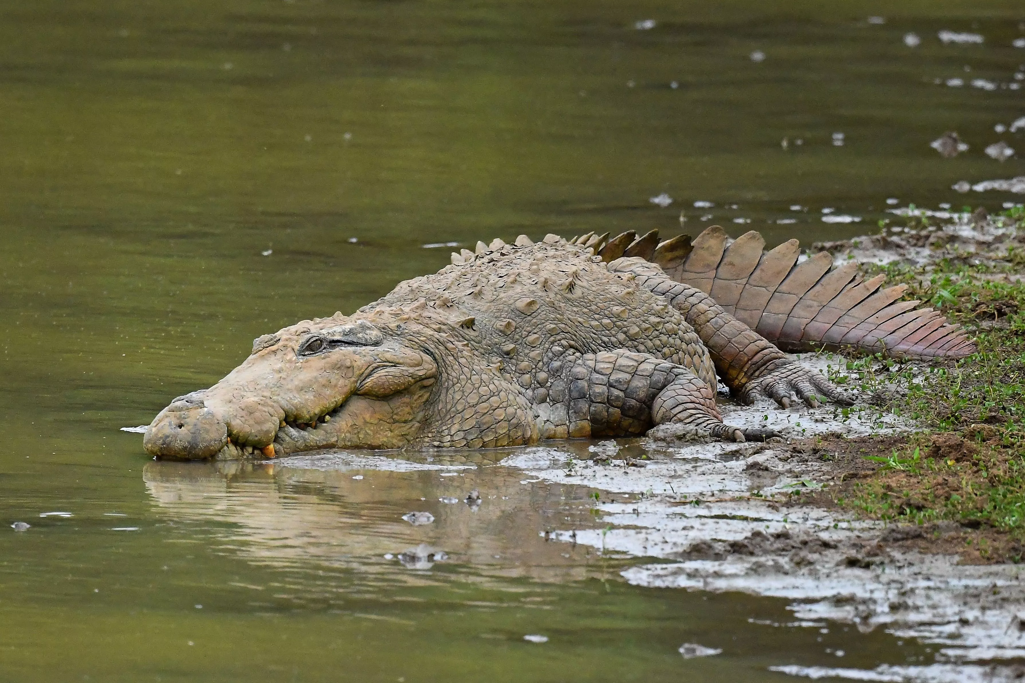 Crocodile Shocks Monks With Surprise Visit to Temple Pond - Vimarsana News
