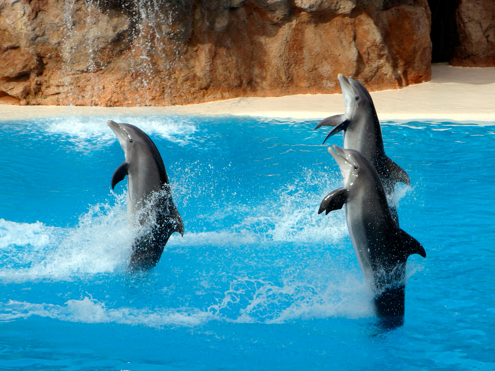 Dolphin Adventures - All-New Live Bottlenose Dolphin Show