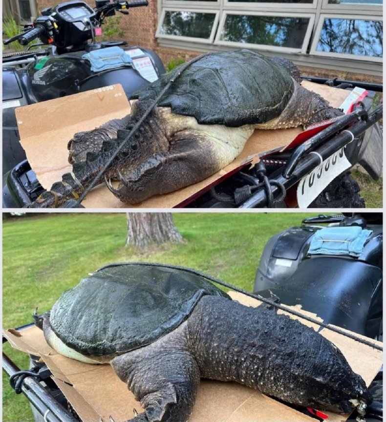 Dead snapping turtle in Wisconsin. 