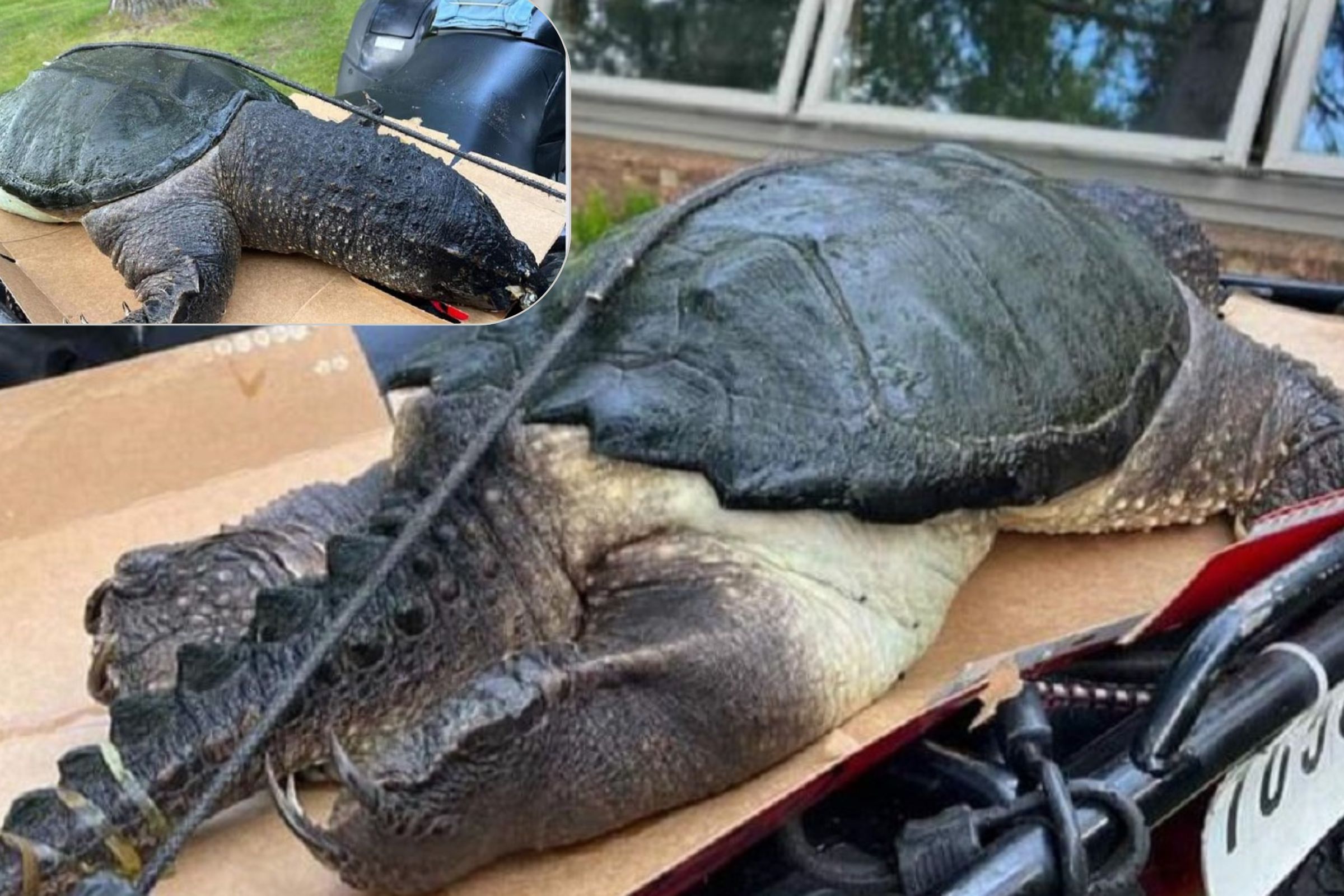 Shock as Enormous Snapping Turtle 'Beast' Washes Up on Wisconsin Beach