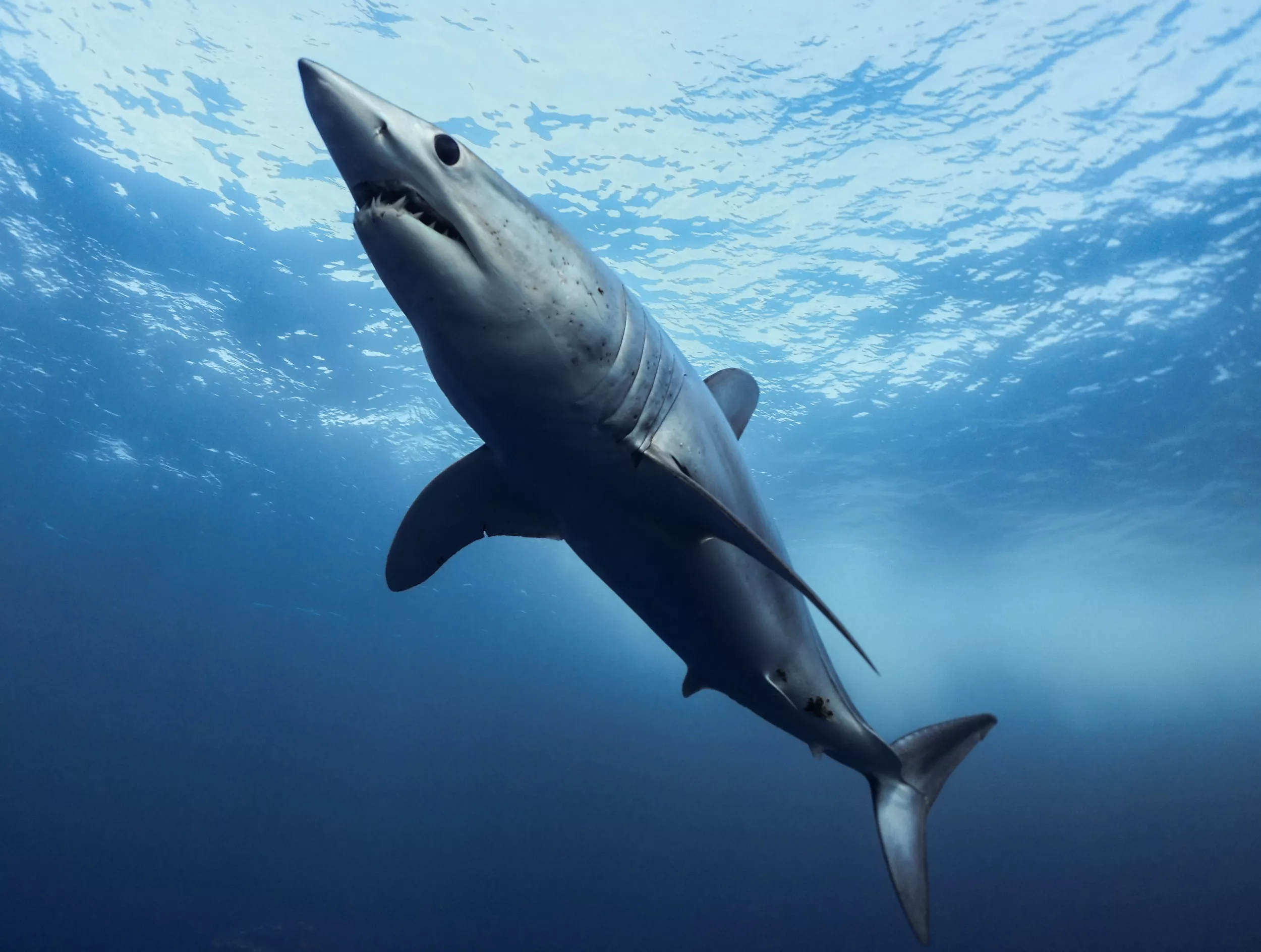 Clip Shows Startling Moment Shark Jumps Into Boat, Crashing Into Fishermen - Vimarsana News