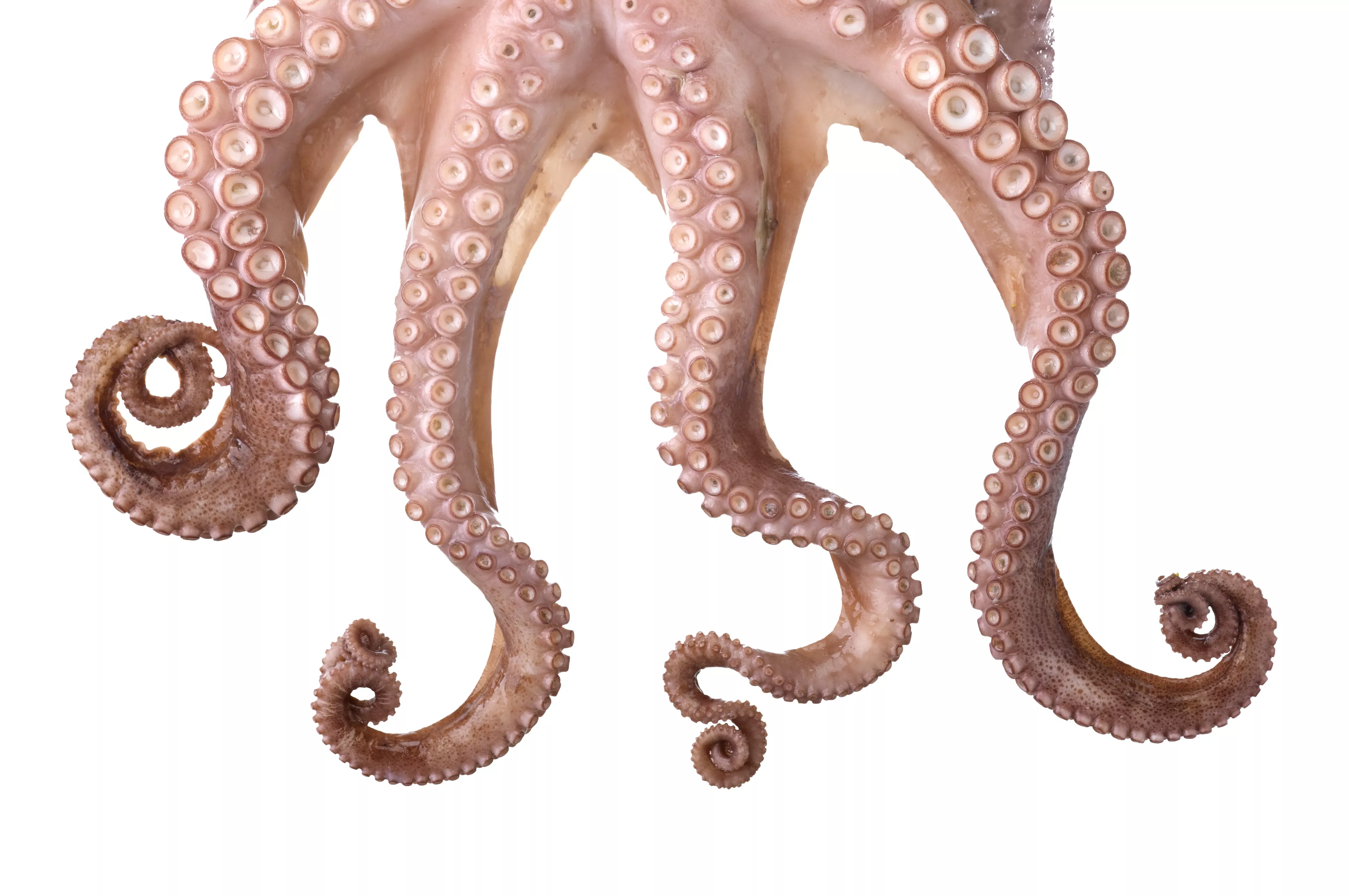 Octopus Pictures