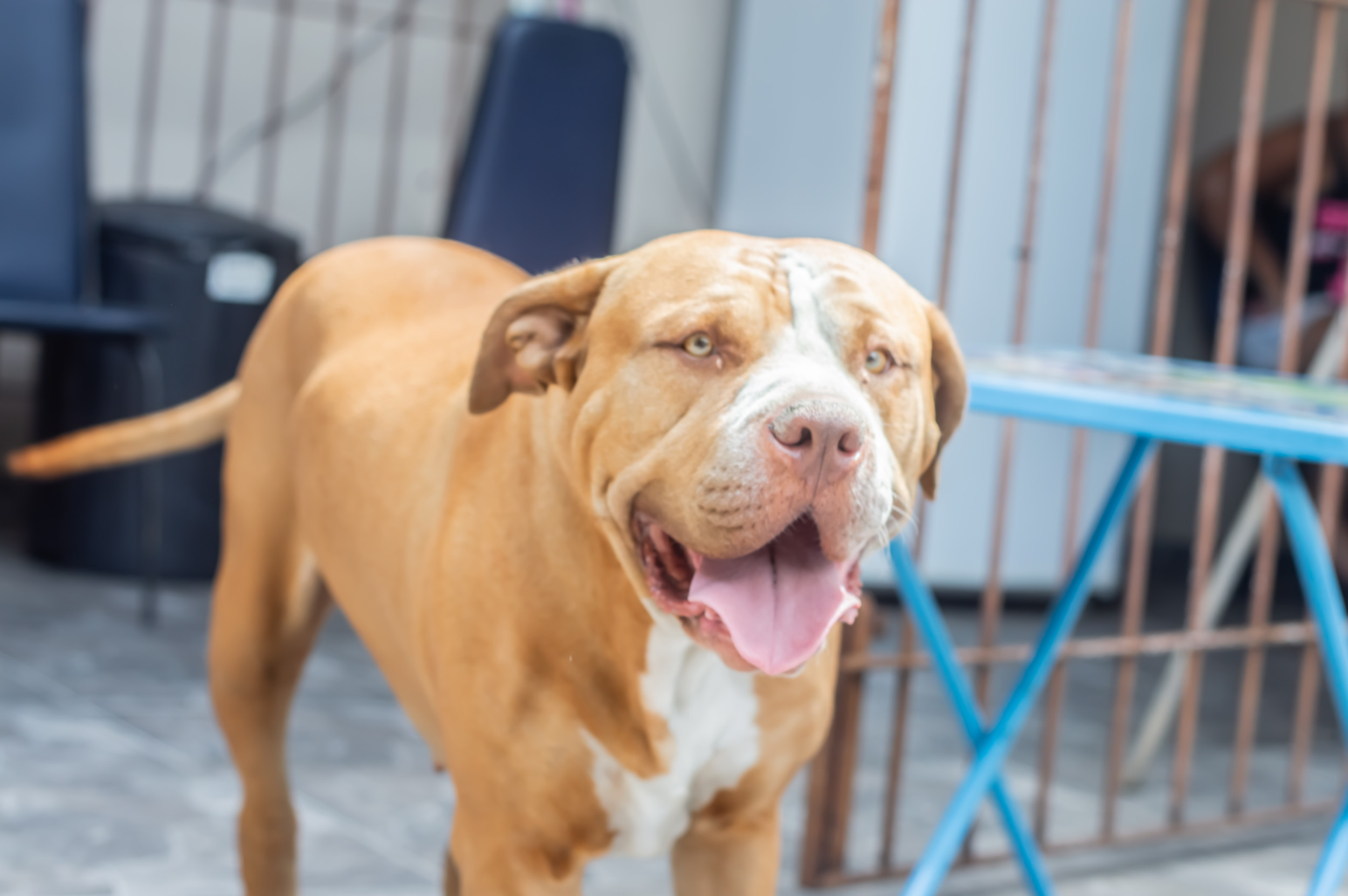 Pit Bull Owners Outraged After Being Told To Remove Pets Or Face Fine 