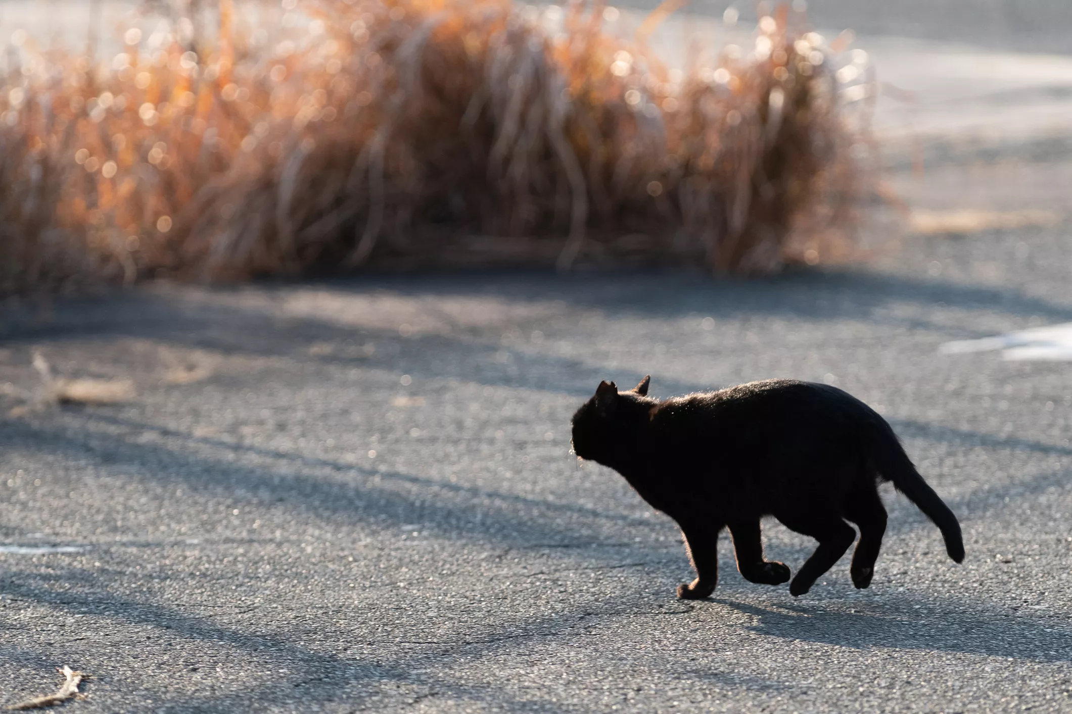 Girlfriend Ditching Partner's Cat on Sidewalk After Argument Sparks Rage - Vimarsana News