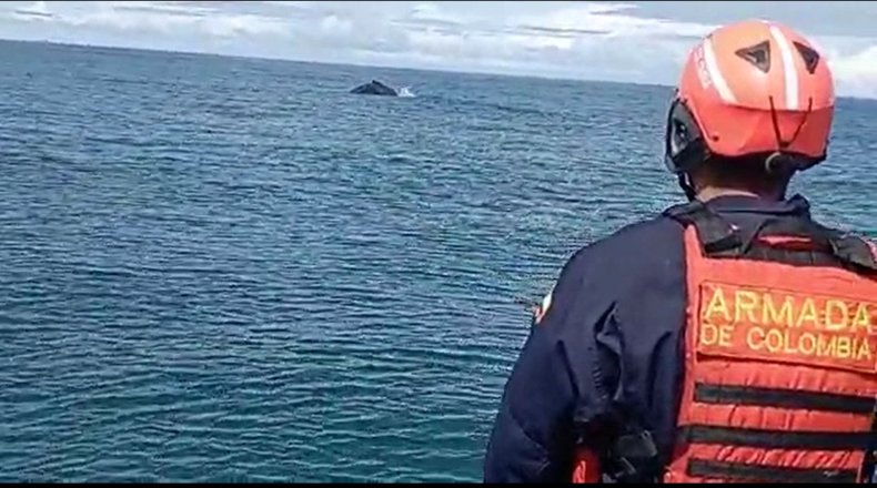 Baby whale trapped in net