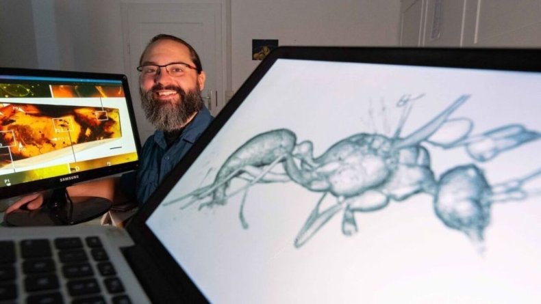 Ant species