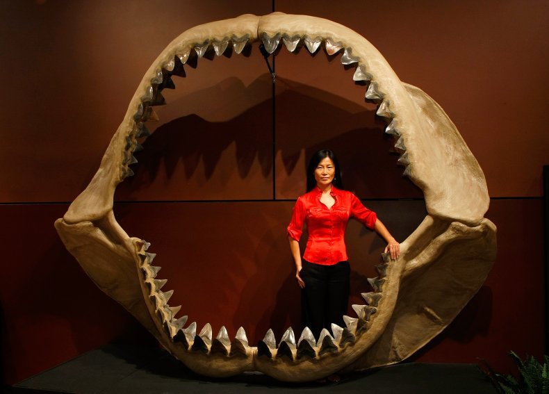 Photo of megalodon fossil. 
