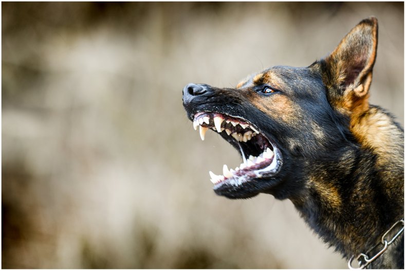 Stock image of a barking dog