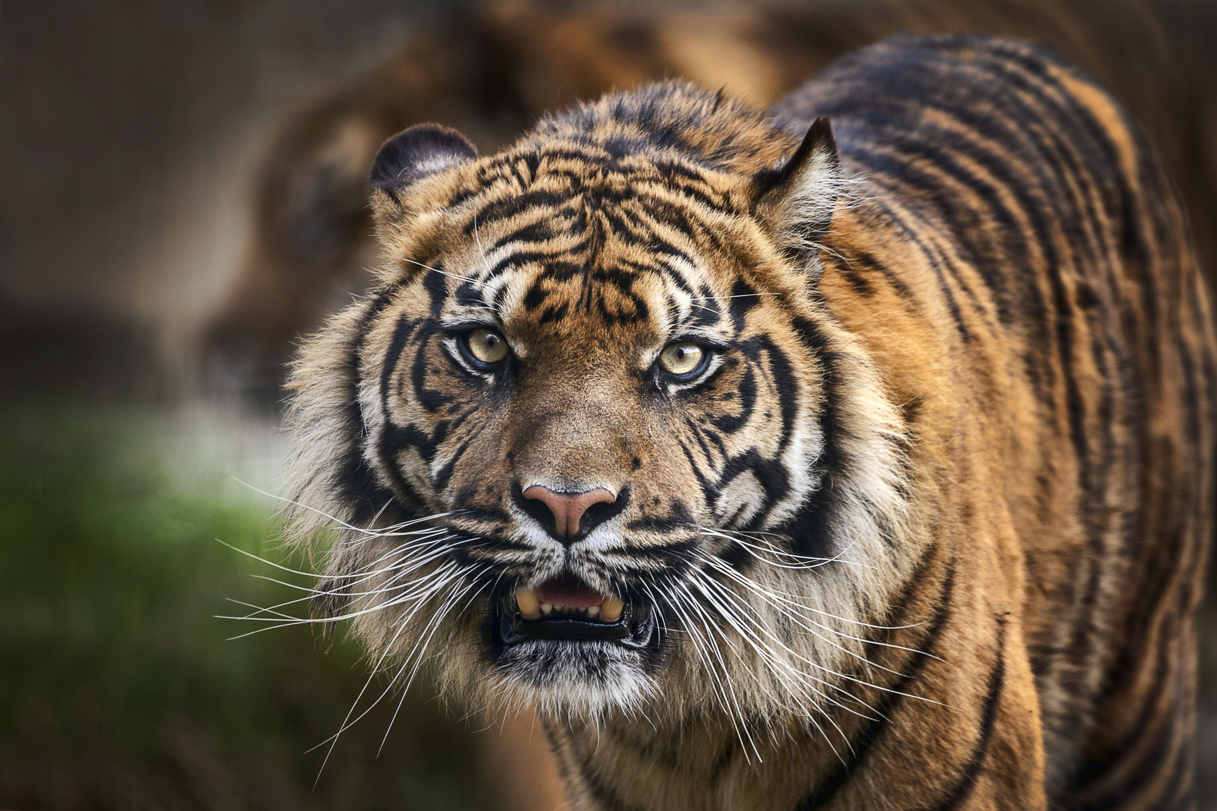 Pouncing for protection: Tiger cub defends mom from brother's 'attacks' –  WGAU