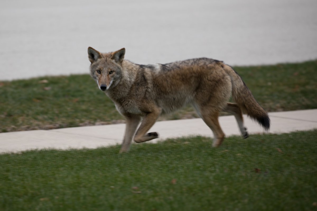 Coyote in residential area 