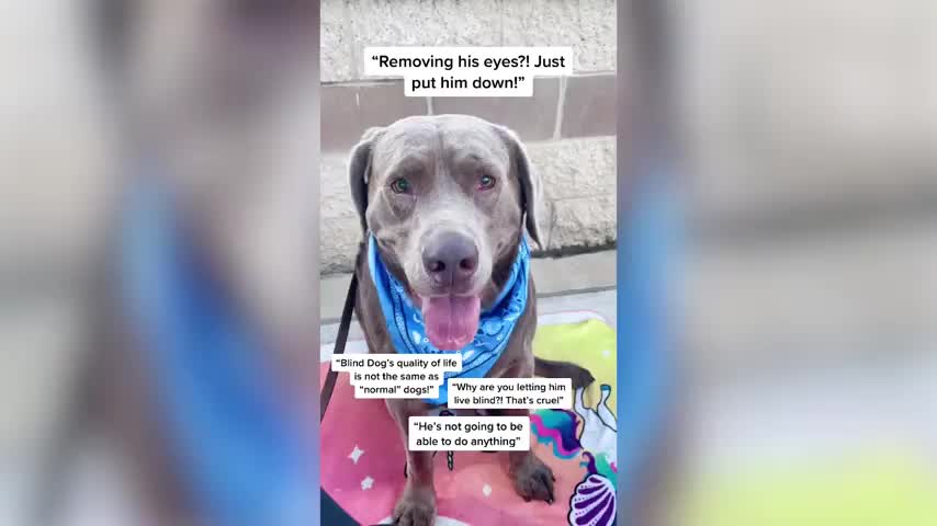 Can A Blind Dog Lead A Normal Life